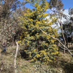 Acacia baileyana at Downer, ACT - 27 Jul 2021