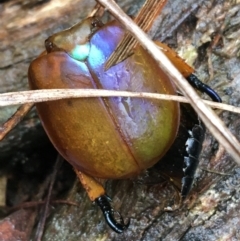 Anoplognathus montanus (Montane Christmas beetle) at Canberra Central, ACT - 3 Aug 2021 by Ned_Johnston