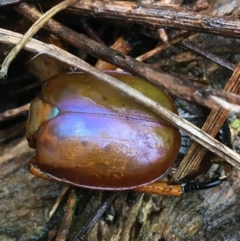 Anoplognathus montanus at Canberra Central, ACT - 3 Aug 2021 10:47 AM