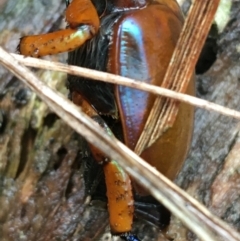 Anoplognathus montanus at Canberra Central, ACT - 3 Aug 2021 10:47 AM