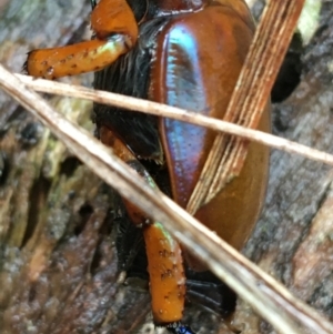 Anoplognathus montanus at Canberra Central, ACT - 3 Aug 2021 10:47 AM