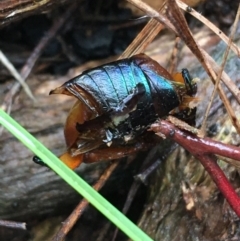 Anoplognathus montanus at Canberra Central, ACT - 3 Aug 2021 10:47 AM