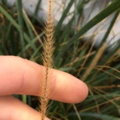 Setaria sp. (Pigeon Grass) at Acton, ACT - 3 Aug 2021 by Ned_Johnston