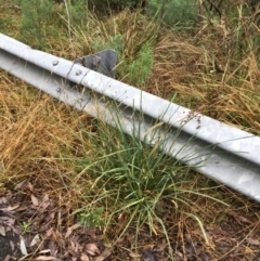 Setaria sp. at Acton, ACT - 3 Aug 2021 10:28 AM