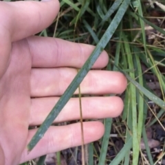 Setaria sp. at Acton, ACT - 3 Aug 2021