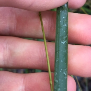 Setaria sp. at Acton, ACT - 3 Aug 2021