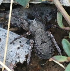 Argoctenus sp. (genus) (Wandering ghost spider) at O'Connor, ACT - 7 Aug 2021 by NedJohnston