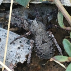 Argoctenus sp. (genus) (Wandering ghost spider) at O'Connor, ACT - 7 Aug 2021 by Ned_Johnston