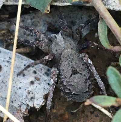 Argoctenus sp. (genus) (Wandering ghost spider) at O'Connor, ACT - 7 Aug 2021 by NedJohnston