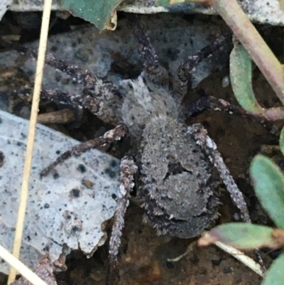 Argoctenus sp. (genus) (Wandering ghost spider) at O'Connor, ACT - 7 Aug 2021 by Ned_Johnston