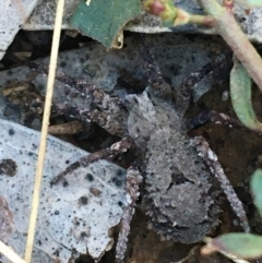 Argoctenus sp. (genus) at O'Connor, ACT - 7 Aug 2021