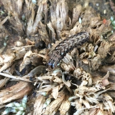 Proteuxoa (genus) (A Noctuid moth) at O'Connor, ACT - 7 Aug 2021 by NedJohnston