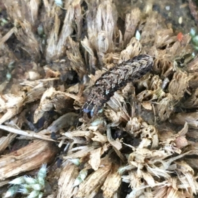 Proteuxoa (genus) (A Noctuid moth) at O'Connor, ACT - 7 Aug 2021 by Ned_Johnston