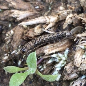 Proteuxoa (genus) at O'Connor, ACT - 7 Aug 2021