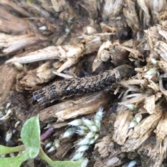 Proteuxoa (genus) at O'Connor, ACT - 7 Aug 2021