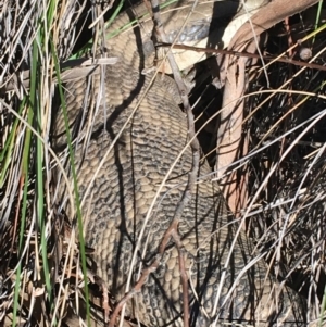 Tiliqua scincoides scincoides at O'Connor, ACT - 7 Aug 2021 02:31 PM