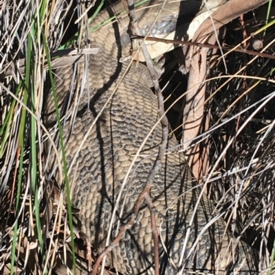 Tiliqua scincoides scincoides (Eastern Blue-tongue) at O'Connor, ACT - 7 Aug 2021 by Ned_Johnston