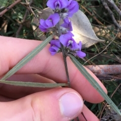 Hovea heterophylla (Common Hovea) at O'Connor, ACT - 7 Aug 2021 by Ned_Johnston