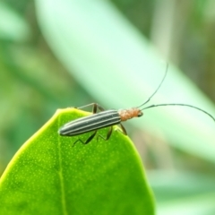 Syllitus rectus (Longhorn beetle) at Yarralumla, ACT - 1 Feb 2021 by PeterA