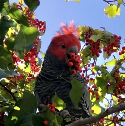 Callocephalon fimbriatum (Gang-gang Cockatoo) at Capital Hill, ACT - 7 Aug 2021 by stickatek