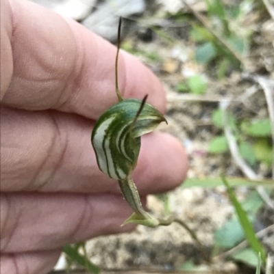 Pterostylis concinna (Trim Greenhood) at Broulee, NSW - 7 Aug 2021 by MattFox