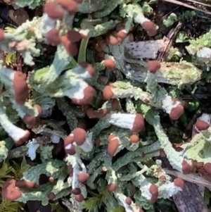 Cladonia sp. (genus) at Murrumbateman, NSW - 6 Aug 2021 10:36 AM