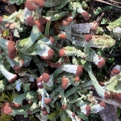 Cladonia sp. (genus) (Cup Lichen) at Murrumbateman, NSW - 6 Aug 2021 by SimoneC