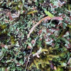 Cladonia sp. (genus) at Murrumbateman, NSW - 6 Aug 2021 10:36 AM