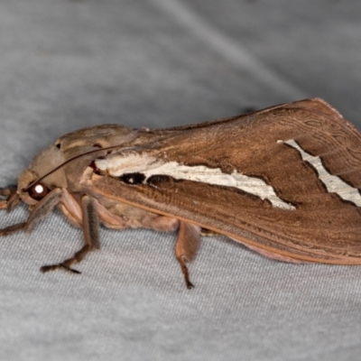 Abantiades latipennis (Brown Ghost Moth, Pindi Moth) at Paddys River, ACT - 12 Mar 2021 by Bron