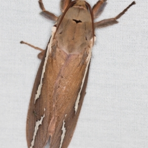 Abantiades latipennis at Paddys River, ACT - 12 Mar 2021