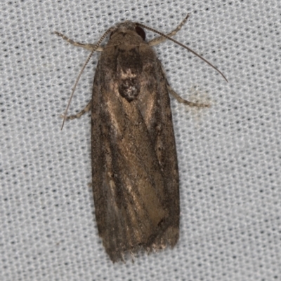 Athetis tenuis (Plain Tenuis Moth) at Paddys River, ACT - 11 Mar 2021 by Bron