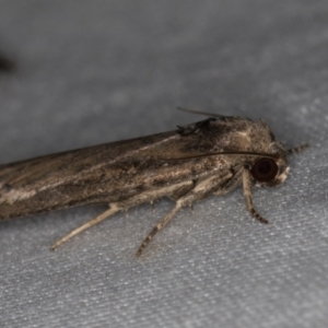 Athetis tenuis at Paddys River, ACT - 12 Mar 2021