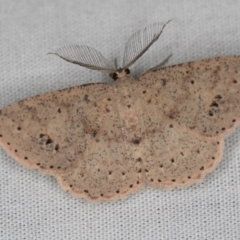 Casbia tanaoctena (Speckled Casbia) at Paddys River, ACT - 12 Mar 2021 by Bron