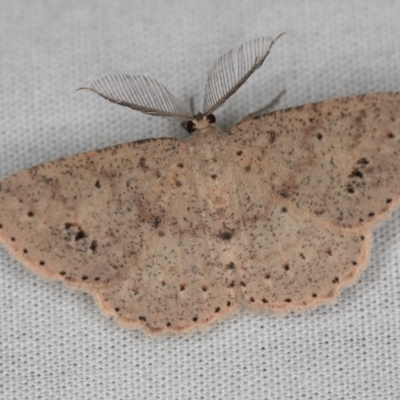 Casbia tanaoctena (Speckled Casbia) at Paddys River, ACT - 11 Mar 2021 by Bron