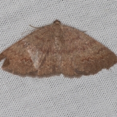 Casbia (genus) (A Geometer moth) at Paddys River, ACT - 11 Mar 2021 by Bron