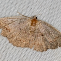 Casbia (genus) (A geometer moth) at Paddys River, ACT - 12 Mar 2021 by Bron