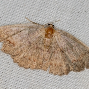 Casbia sp. (genus) at Paddys River, ACT - 12 Mar 2021