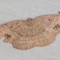 Casbia tanaoctena (Speckled Casbia) at Paddys River, ACT - 12 Mar 2021 by Bron