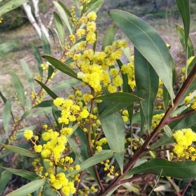 Acacia rubida (Red-stemmed Wattle, Red-leaved Wattle) at Cook, ACT - 3 Aug 2021 by drakes