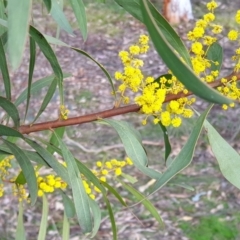 Acacia rubida at Cook, ACT - 4 Aug 2021