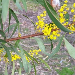 Acacia rubida at Cook, ACT - 4 Aug 2021