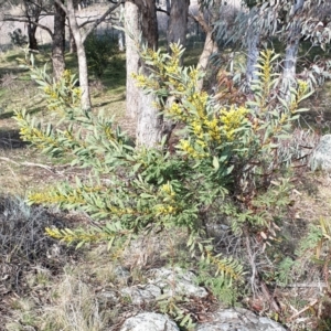 Acacia rubida at Cook, ACT - 4 Aug 2021