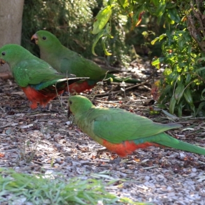 Alisterus scapularis (Australian King-Parrot) at Macarthur, ACT - 7 Aug 2021 by RodDeb