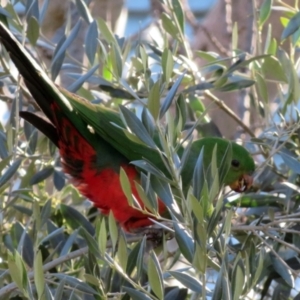 Alisterus scapularis at Macarthur, ACT - 7 Aug 2021