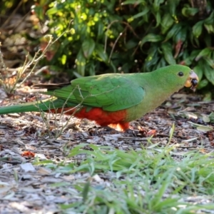 Alisterus scapularis at Macarthur, ACT - 7 Aug 2021