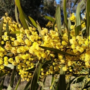 Acacia pycnantha at Cook, ACT - 4 Aug 2021 09:10 AM