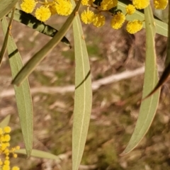 Acacia pycnantha at Cook, ACT - 4 Aug 2021 09:10 AM