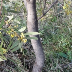 Acacia pycnantha at Cook, ACT - 4 Aug 2021 09:10 AM