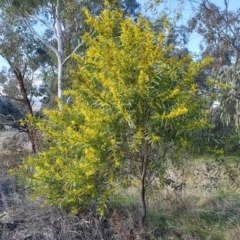 Acacia pycnantha at Cook, ACT - 4 Aug 2021 09:10 AM