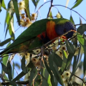 Trichoglossus moluccanus at Macarthur, ACT - 7 Aug 2021